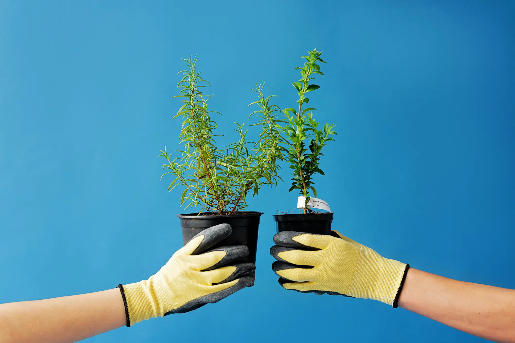 Climate Disinformation: Consequences and Solutions